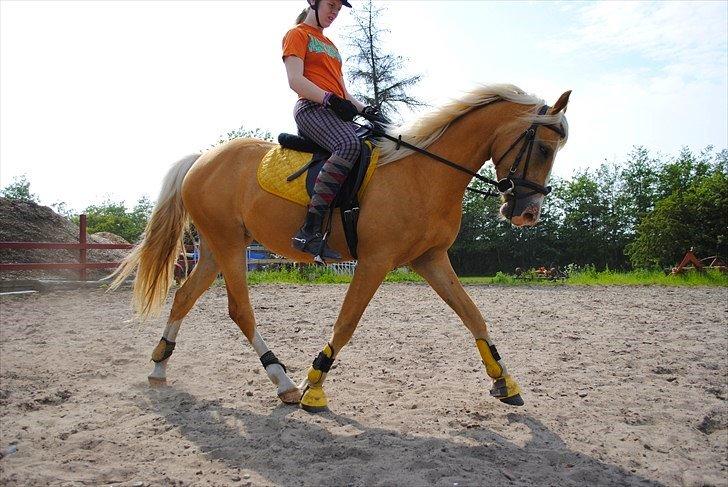 Palomino Grønvangs Golden miss Gucci [Solgt] billede 7