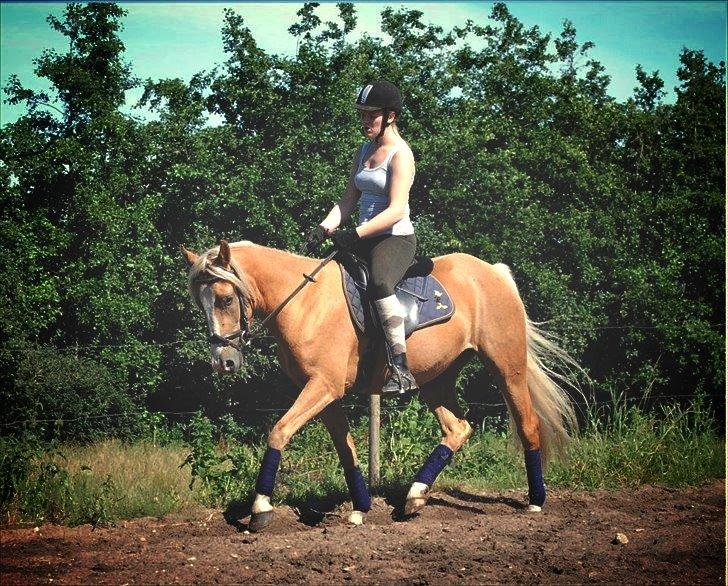 Palomino Grønvangs Golden miss Gucci [Solgt] billede 8