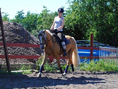 Palomino Grønvangs Golden miss Gucci [Solgt] billede 11