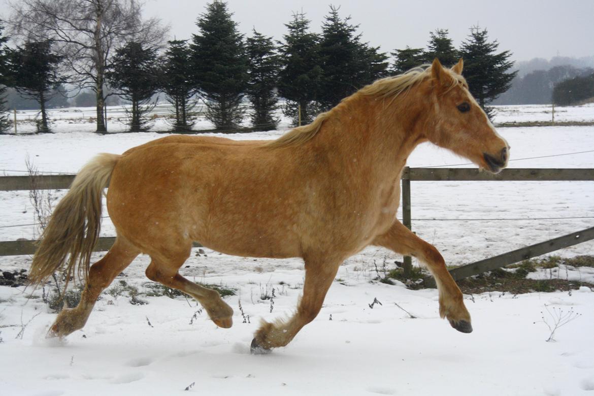 Welsh Cob (sec D) Rosalinde - Rosa i Sneen 2016 billede 48