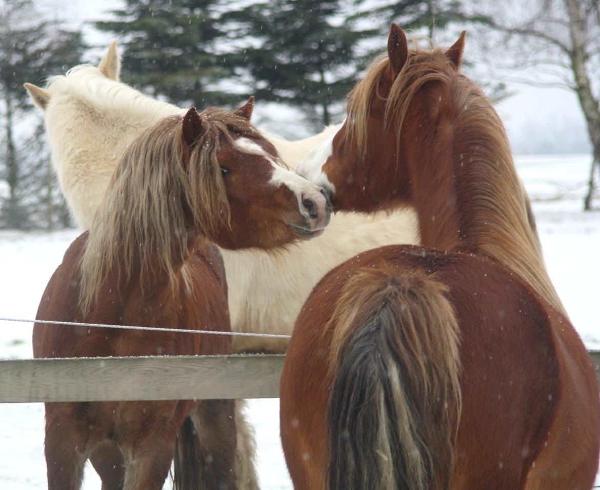 Welsh Mountain (sec A) Melanders Royal Dream - Dream og hans søster Romana. Vinter 2016 billede 42