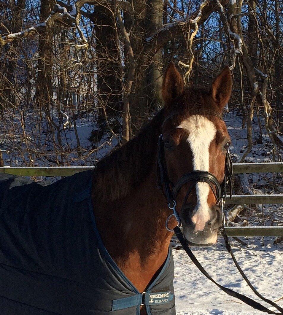 DSP Carla damgård - vinter billede 2015 billede 2