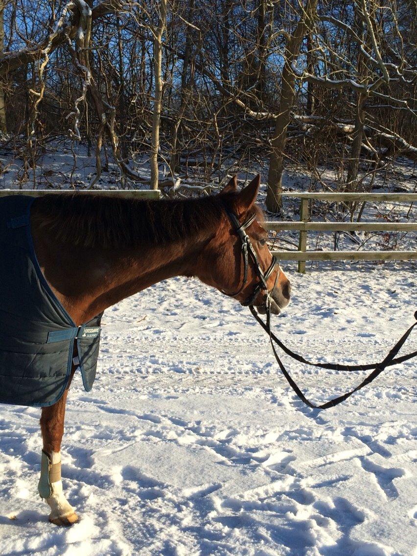 DSP Carla damgård billede 11