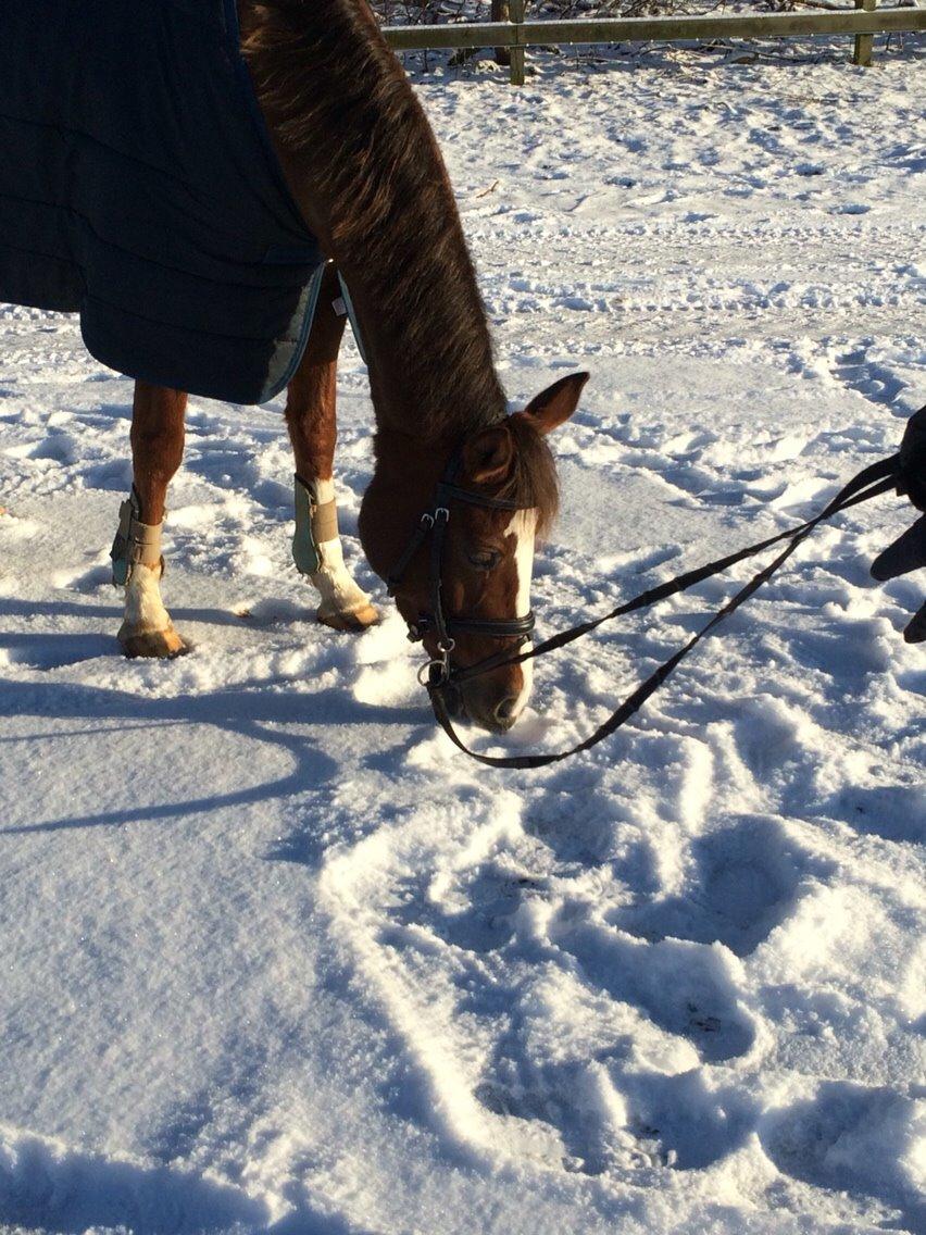 DSP Carla damgård billede 13