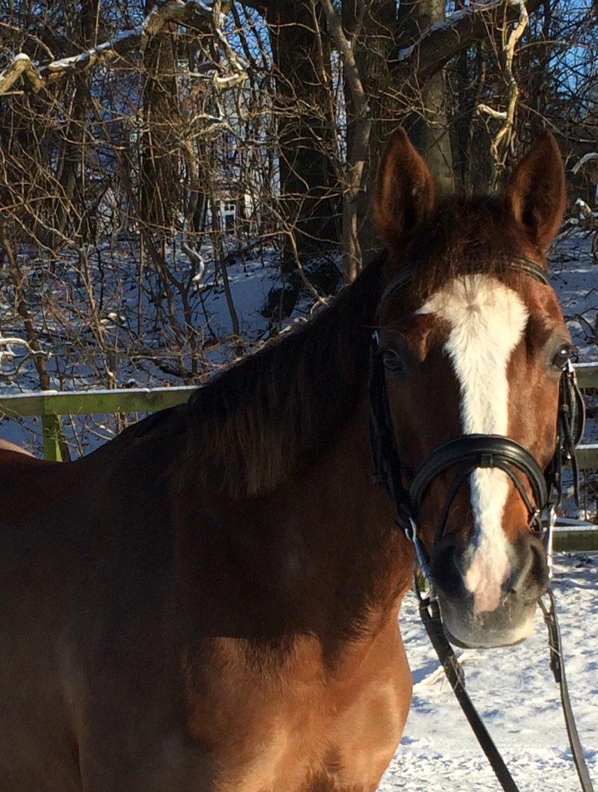 DSP Carla damgård billede 18