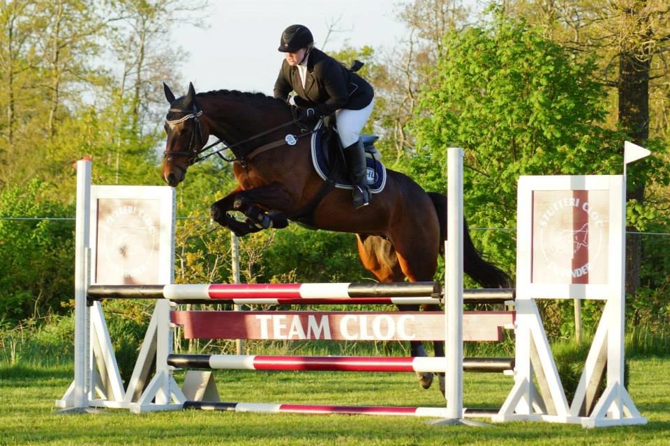 Dansk Varmblod Ocean billede 9