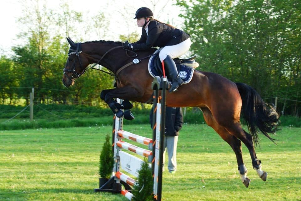 Dansk Varmblod Ocean billede 1