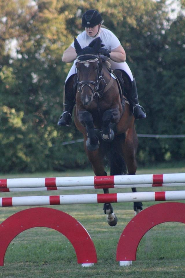 Dansk Varmblod Ocean billede 4