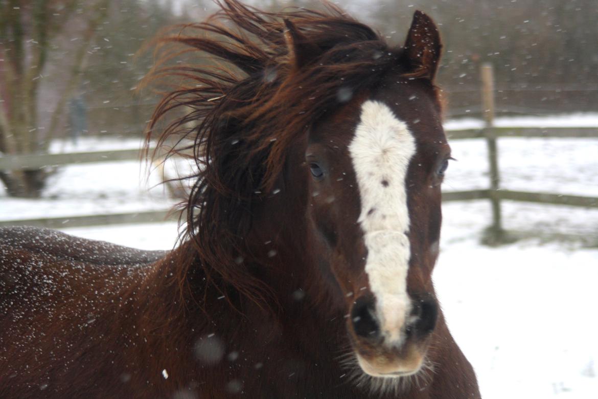 Welsh Pony af Cob-type (sec C) Maesllwch Lilibet - Januar 2016 billede 42