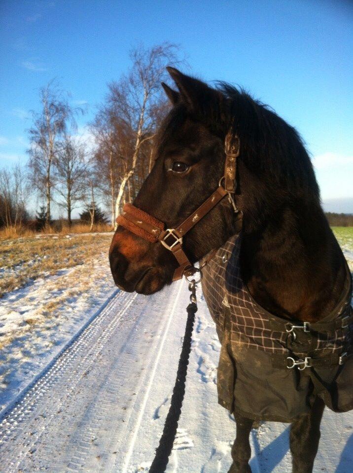 Anden særlig race Karoline billede 15