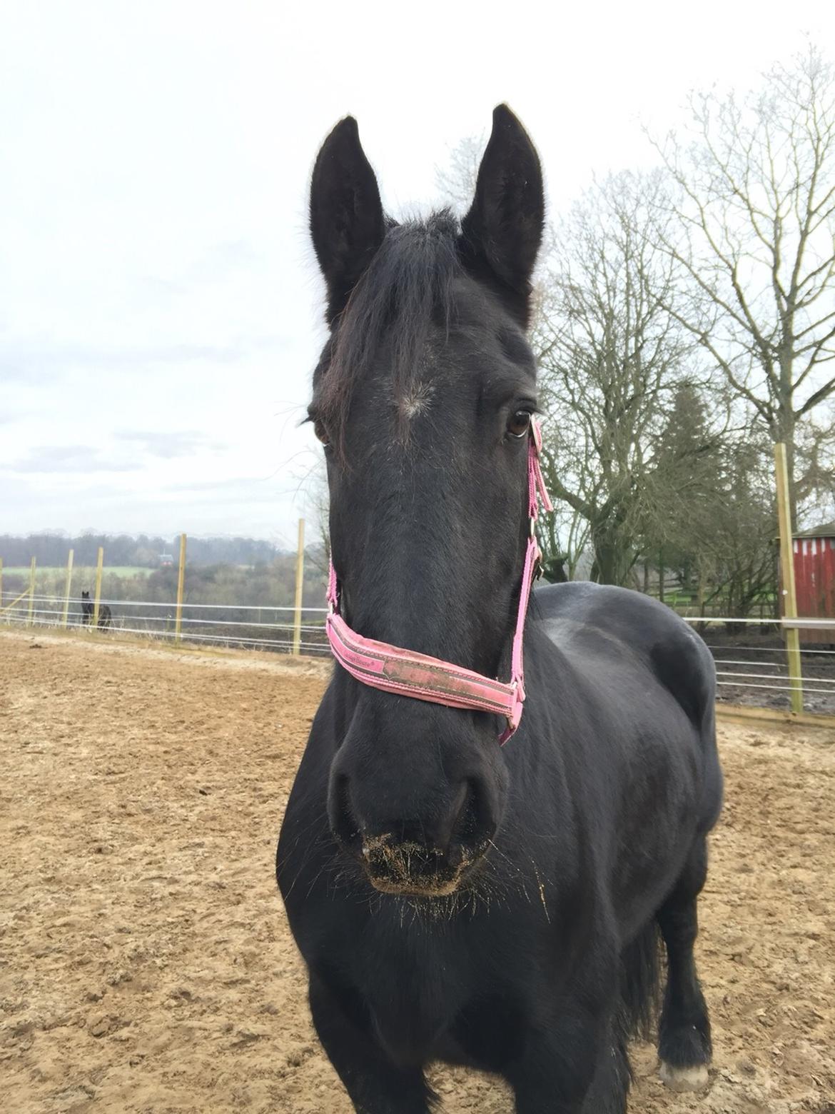 Frieser Sietske billede 11