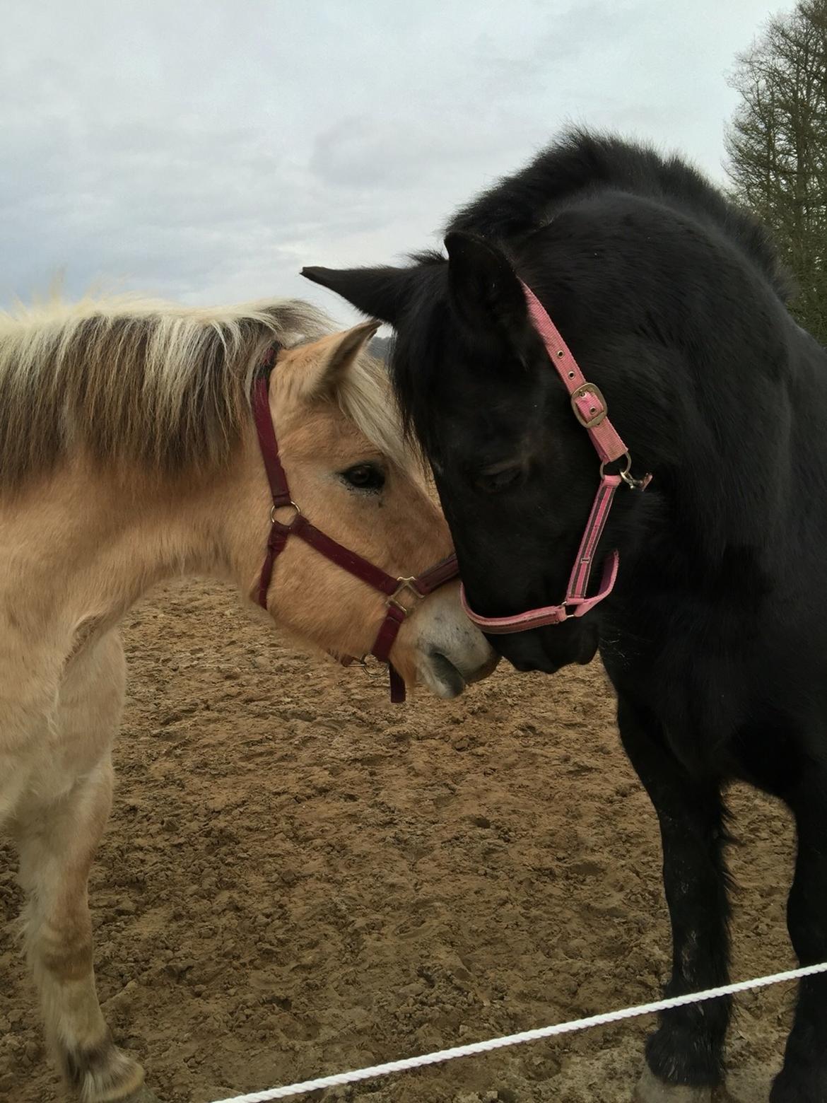 Frieser Sietske billede 12