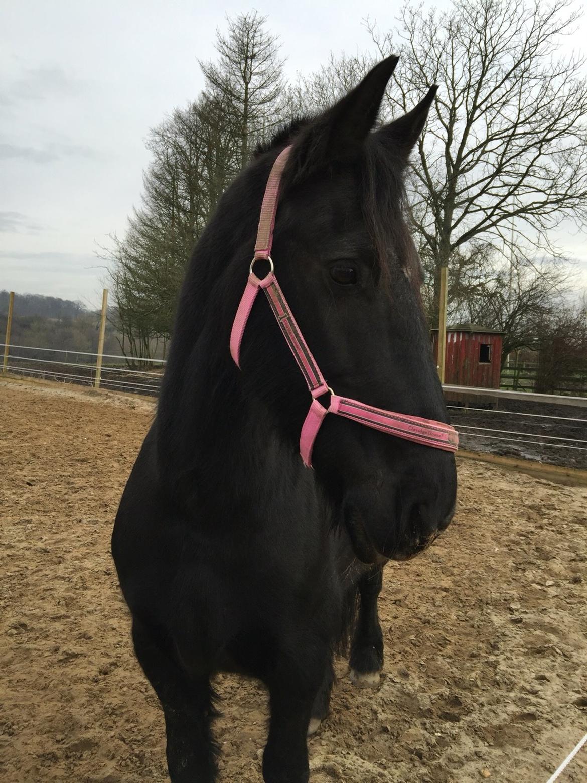 Frieser Sietske billede 13