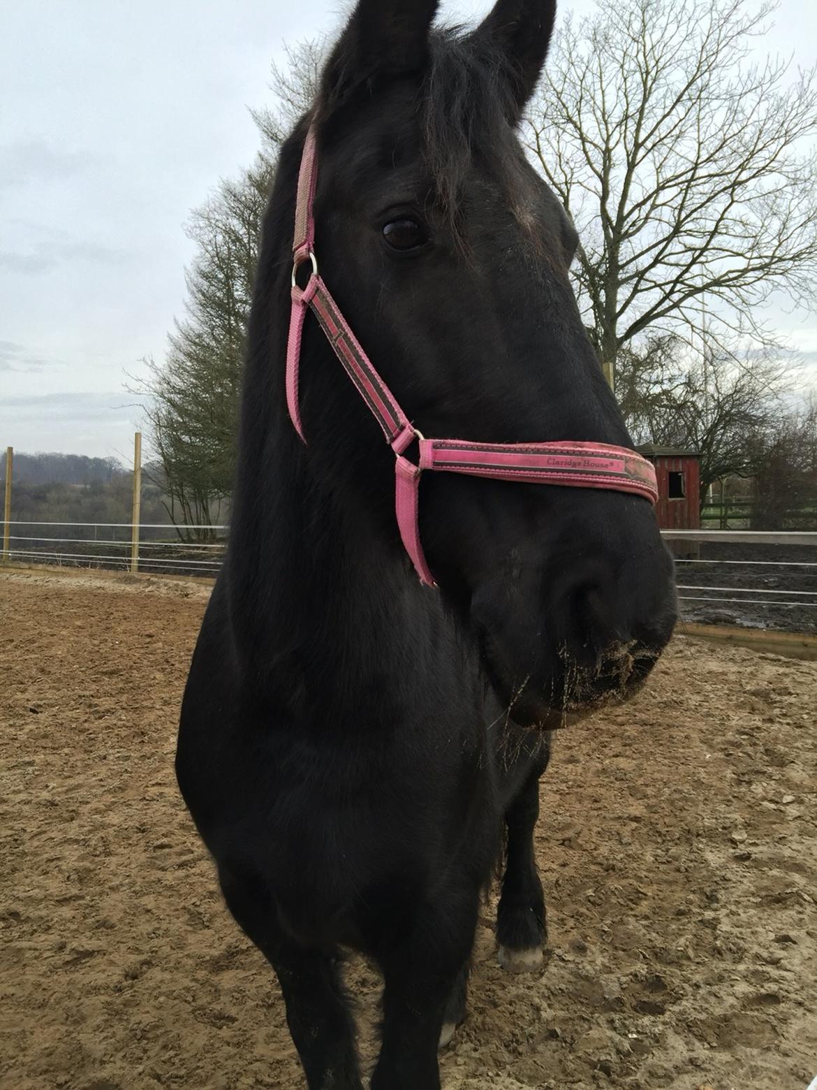 Frieser Sietske billede 14