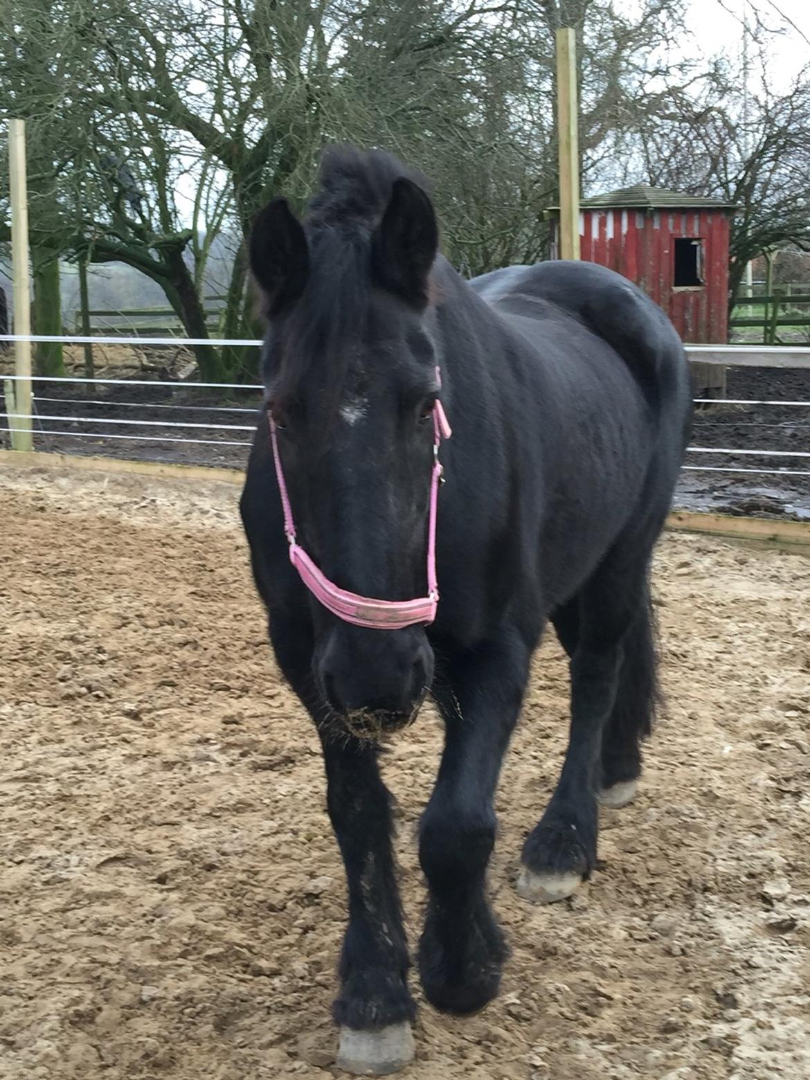 Frieser Sietske billede 15