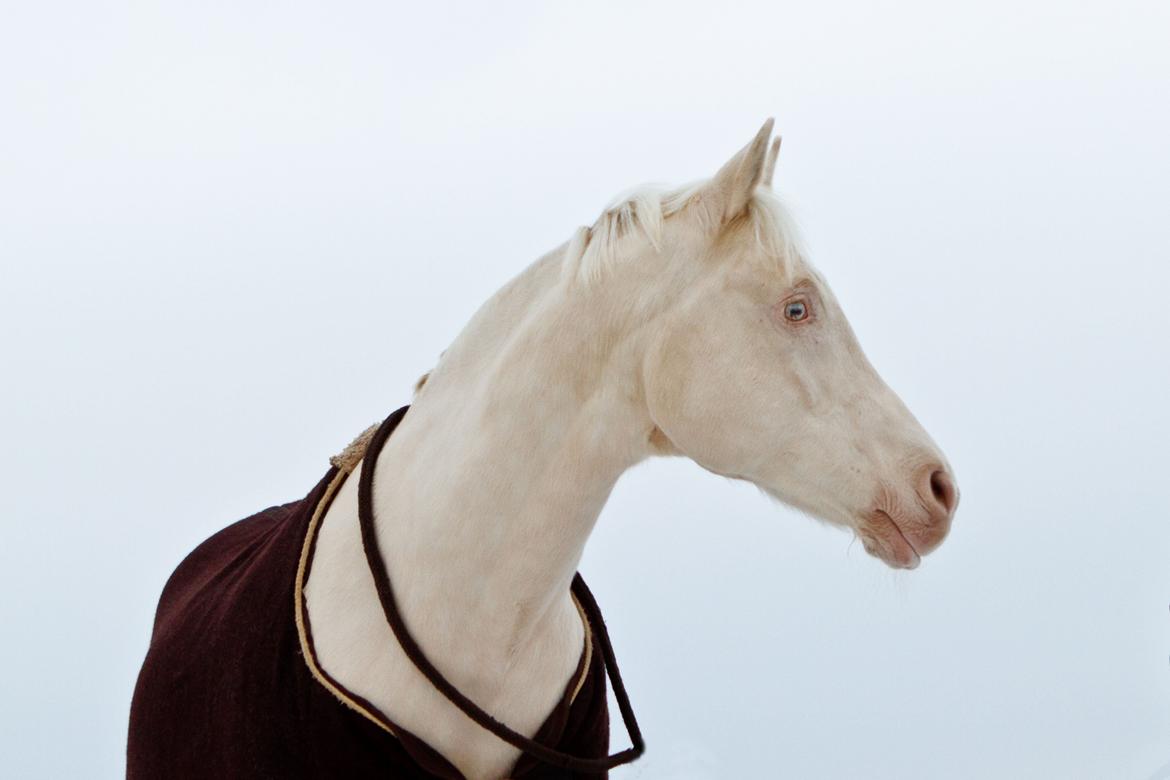 Palomino Moonhaze Silver Spiral billede 3