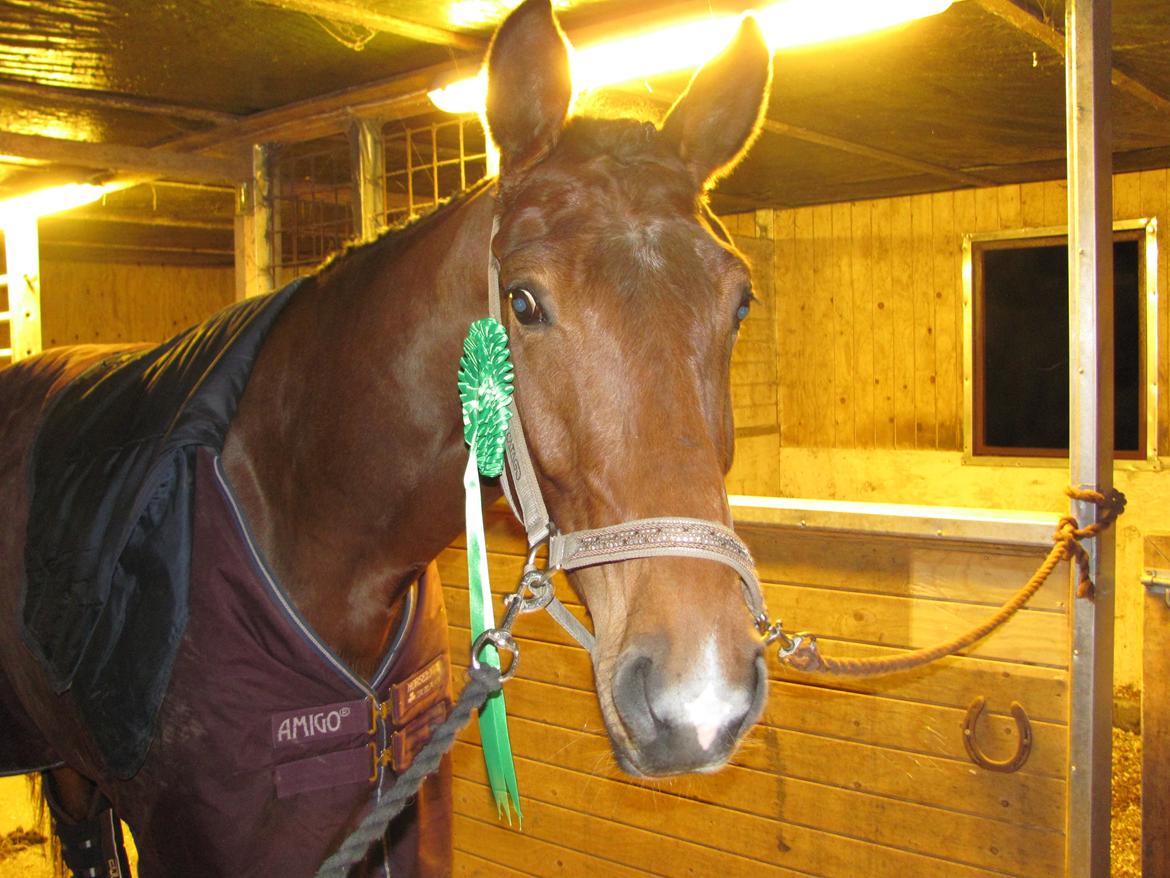 Dansk Varmblod TENERIF EG billede 2