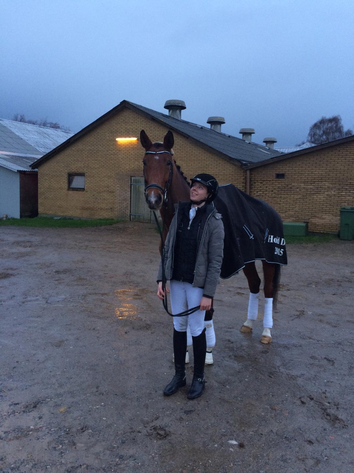 Dansk Varmblod TENERIF EG billede 5