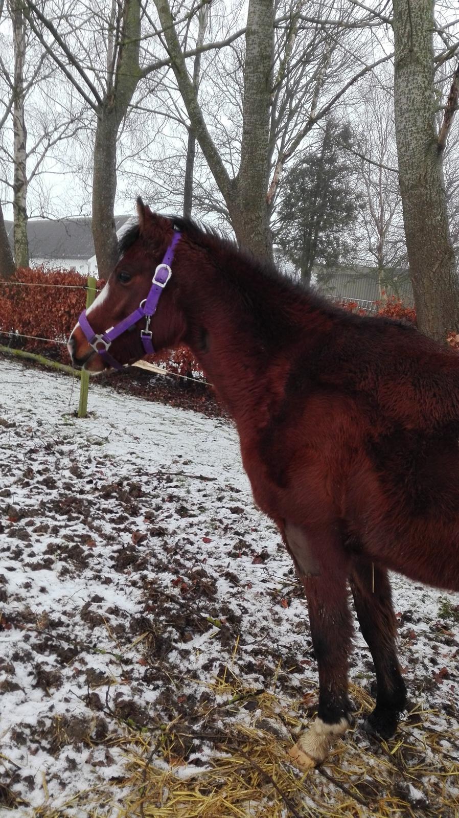 Welsh Partbred (Sec F) jerichau´s fie billede 15