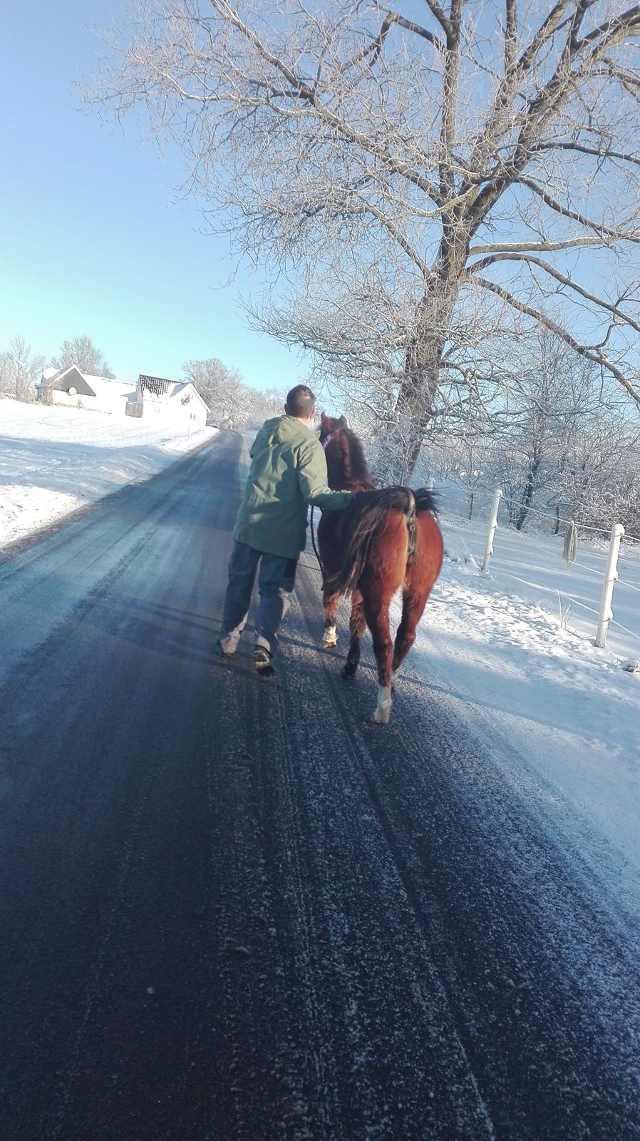 Welsh Partbred (Sec F) jerichau´s fie billede 17