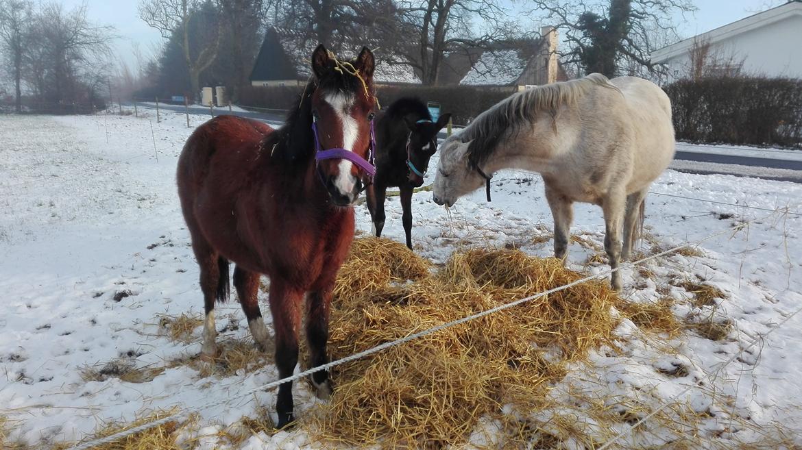 Welsh Partbred (Sec F) jerichau´s fie billede 16
