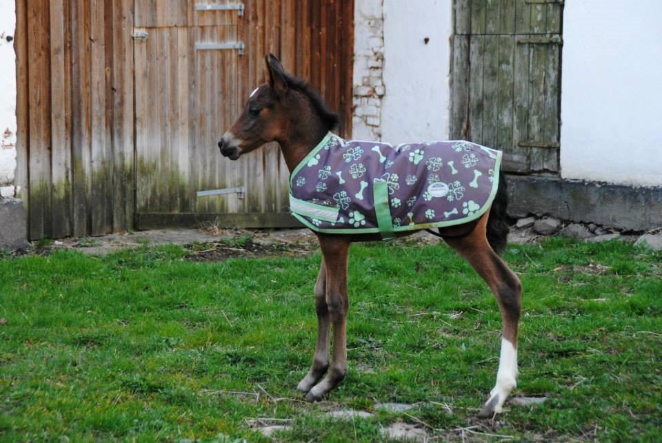 Cruzado Margarita MAR billede 1