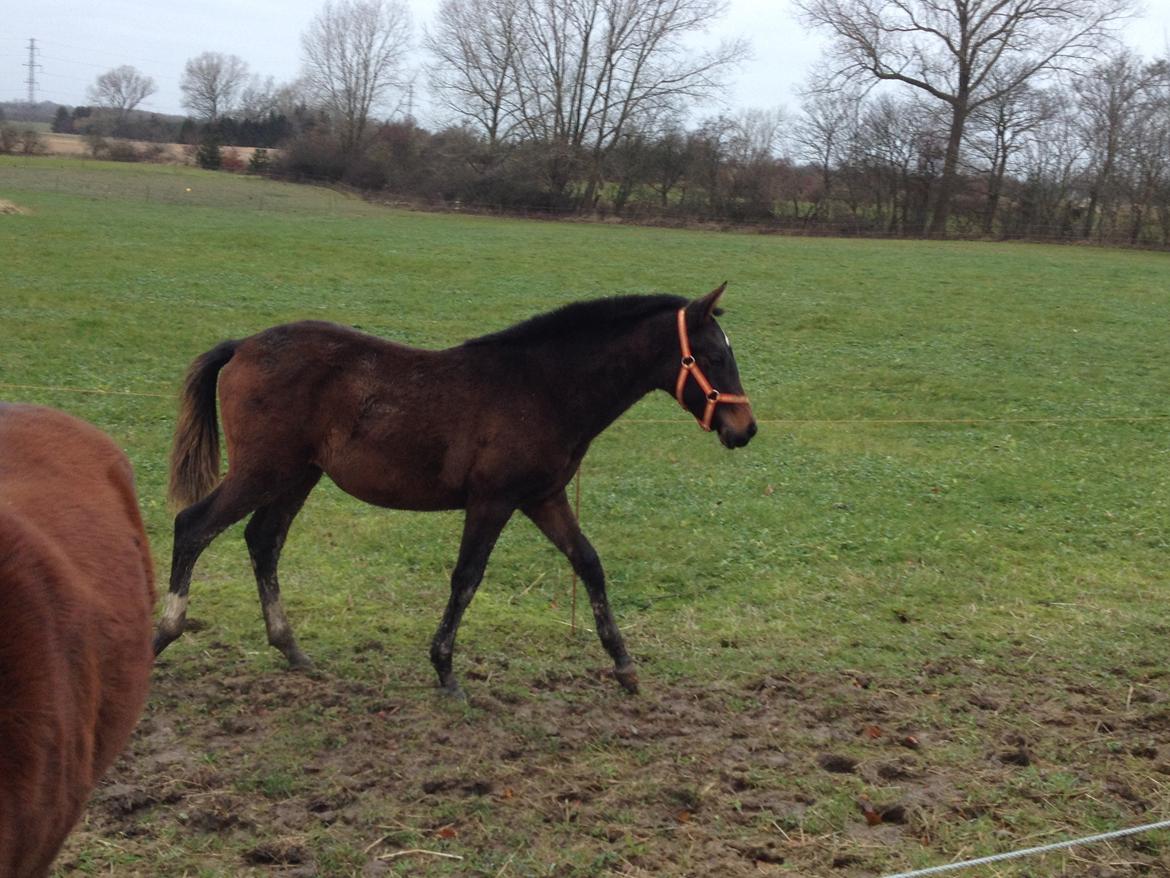 Cruzado Margarita MAR billede 2