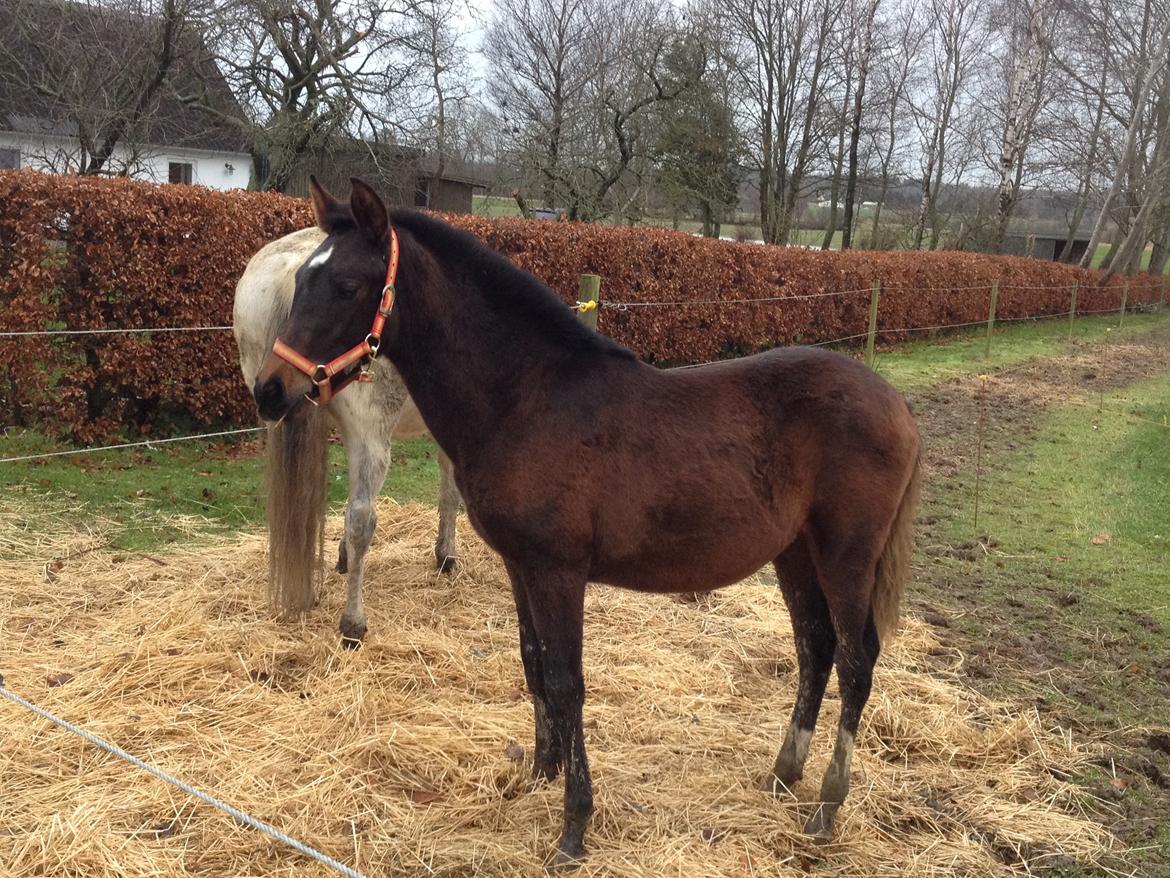 Cruzado Margarita MAR billede 4
