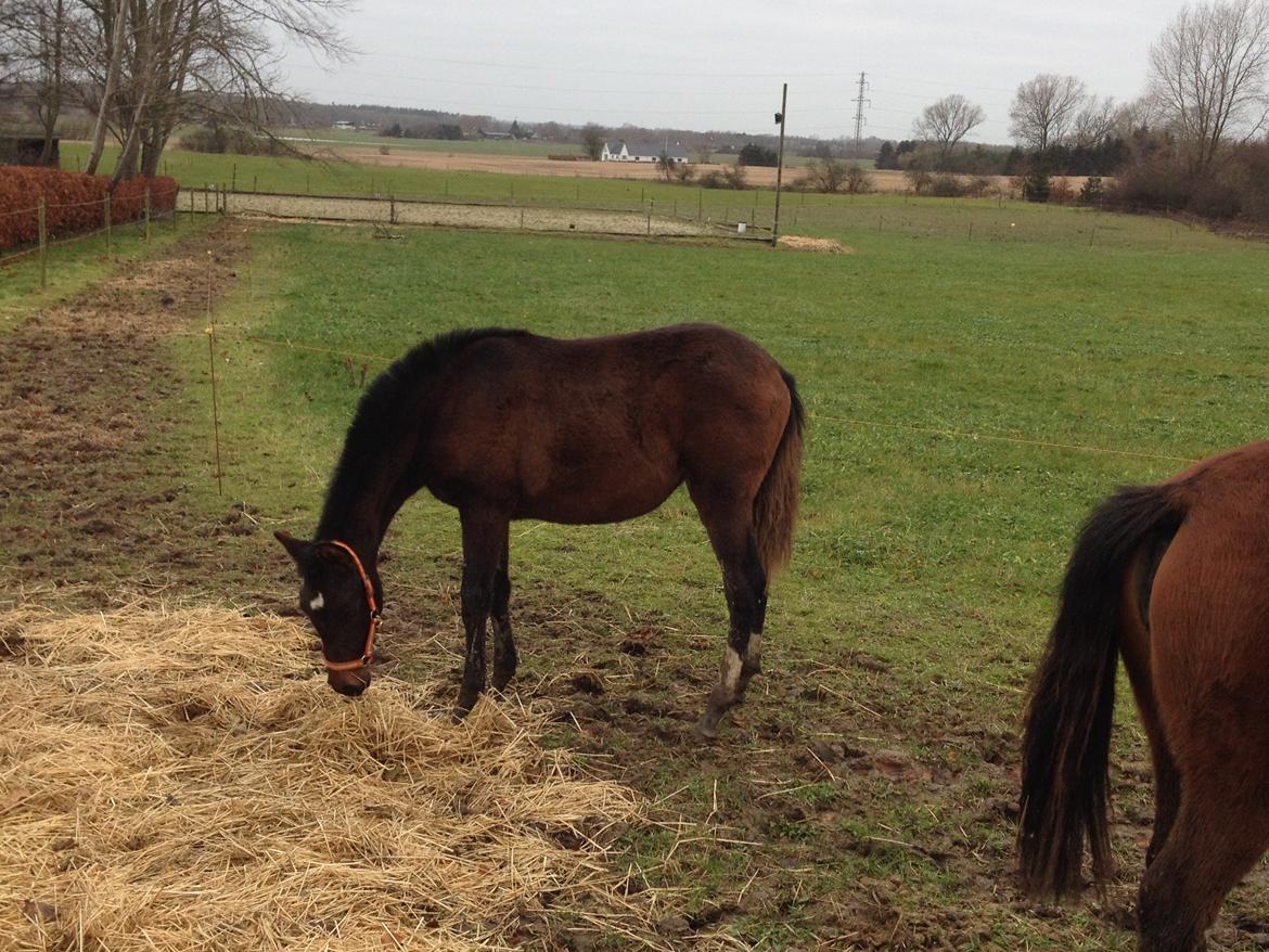 Cruzado Margarita MAR billede 3