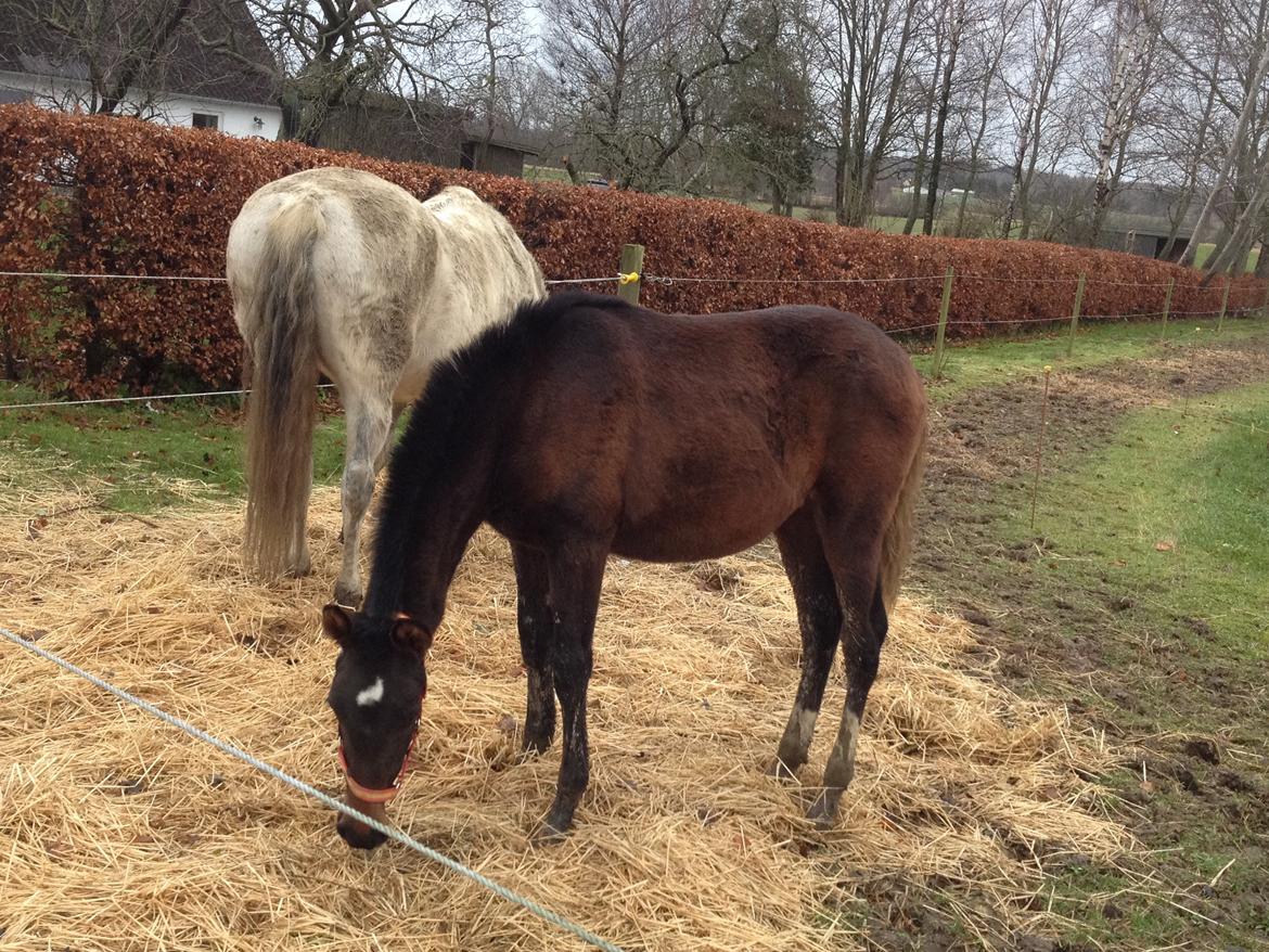 Cruzado Margarita MAR billede 5