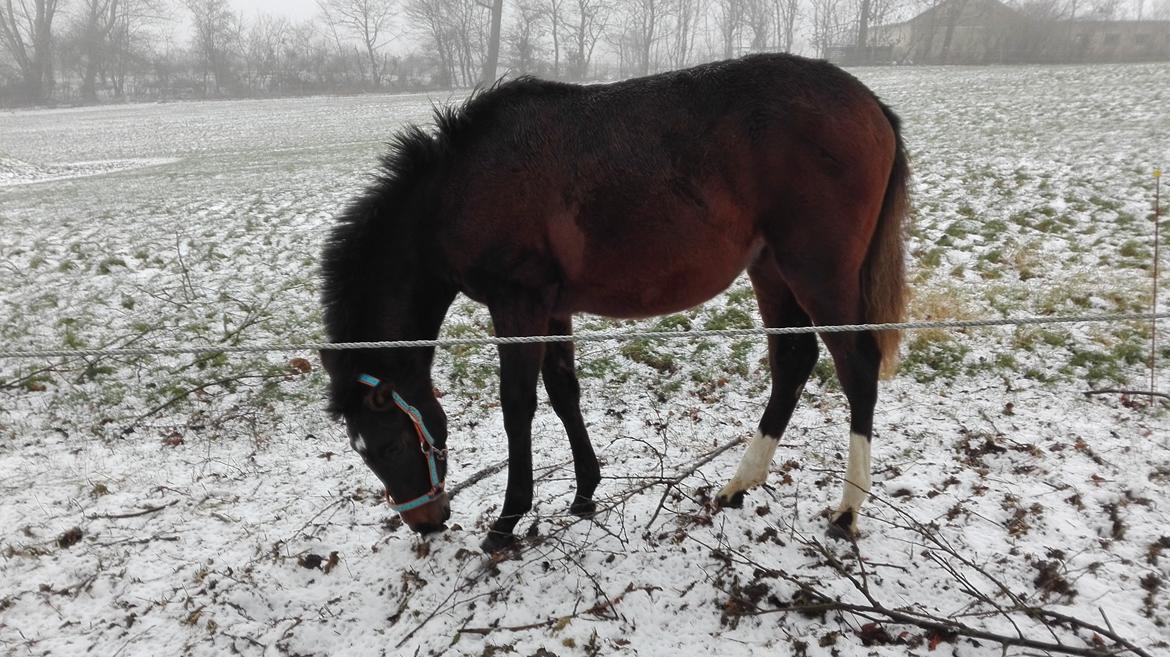 Cruzado Margarita MAR billede 7