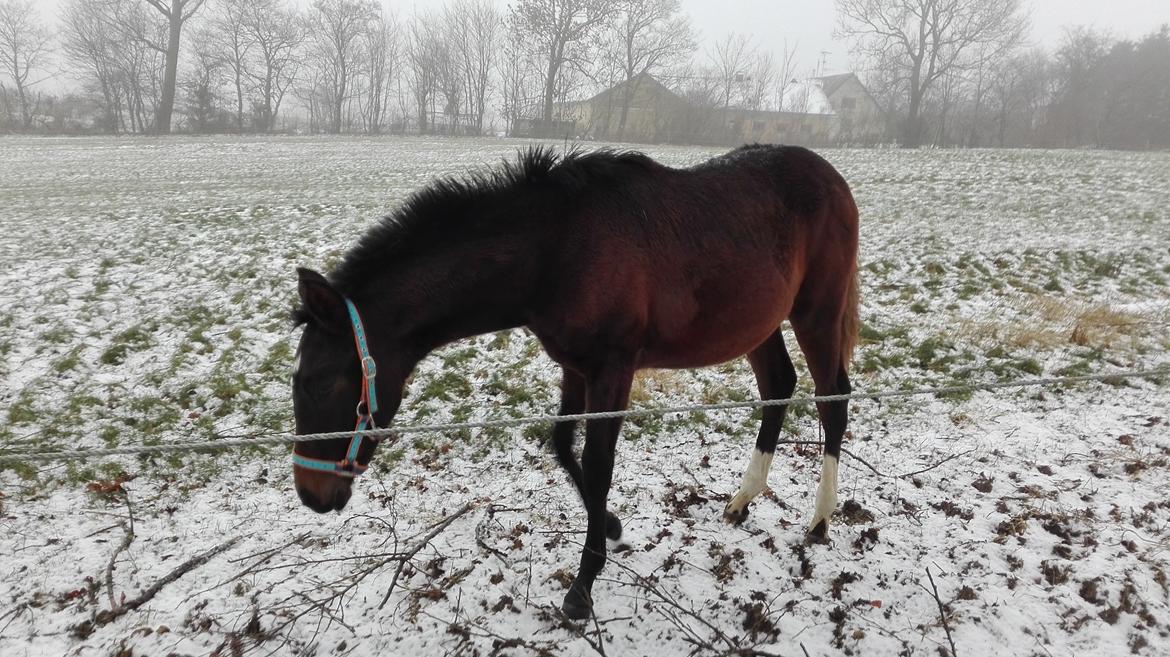 Cruzado Margarita MAR billede 6