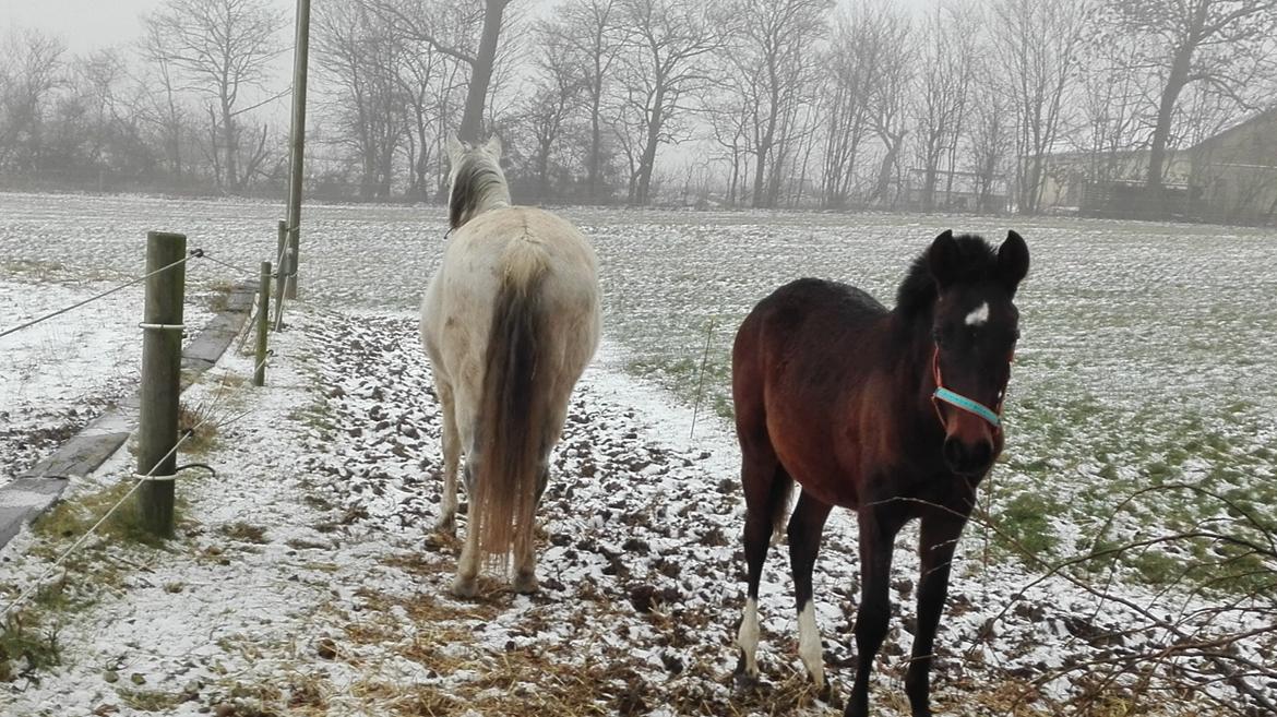 Cruzado Margarita MAR billede 8