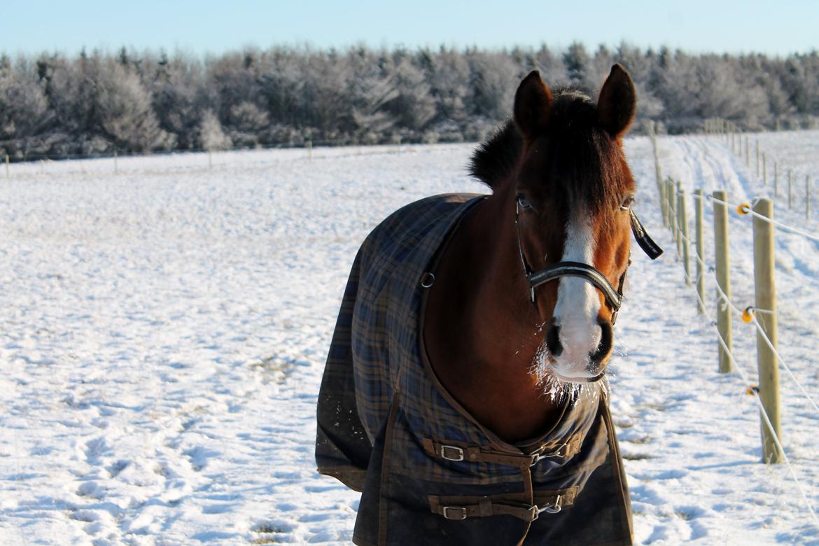 Anden særlig race Princess // P // My one and only billede 3