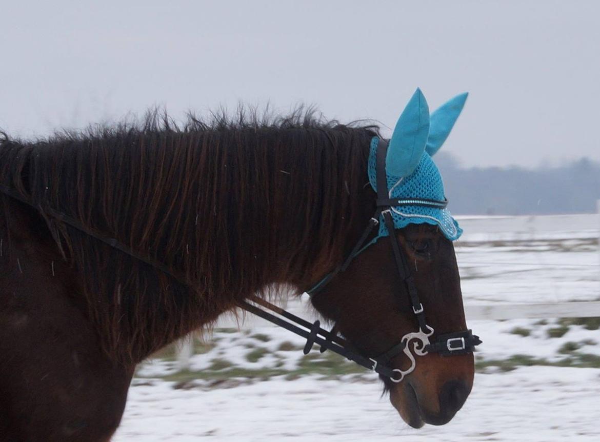 Traver Godiva Pride  billede 3