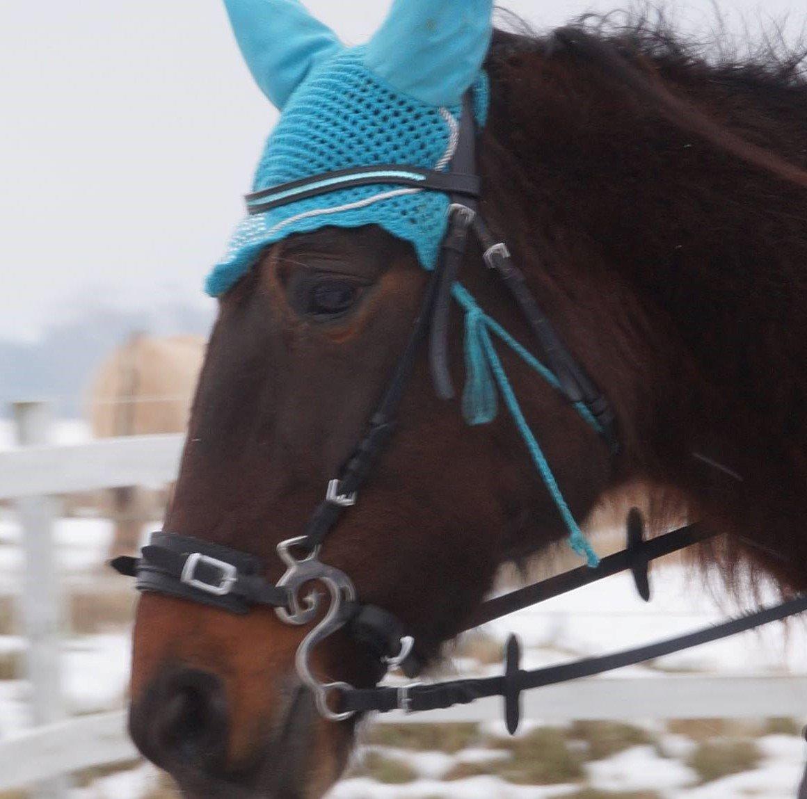 Traver Godiva Pride  billede 4