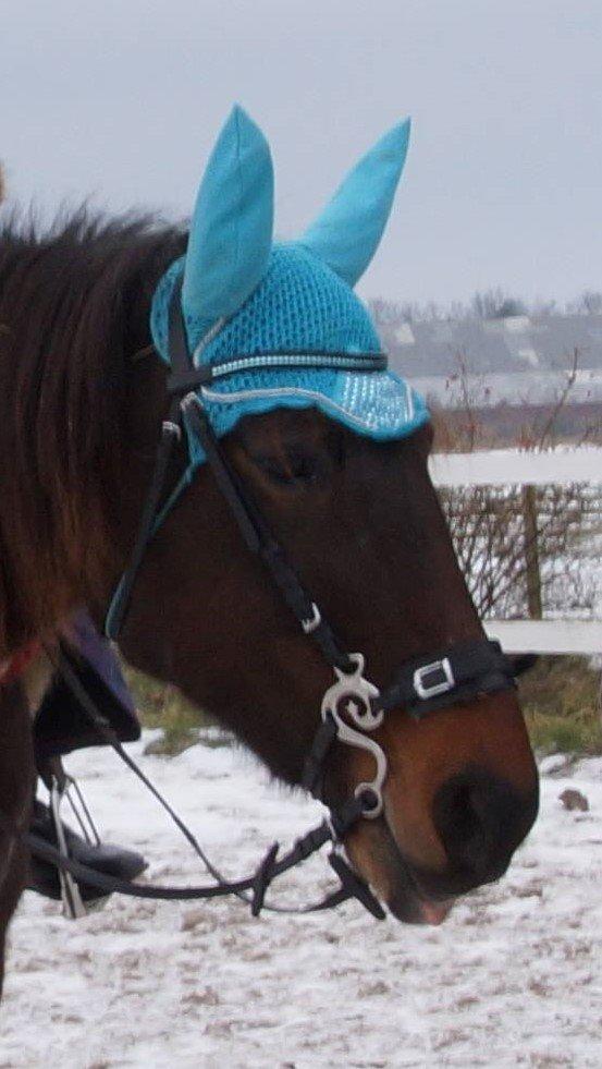 Traver Godiva Pride  billede 5