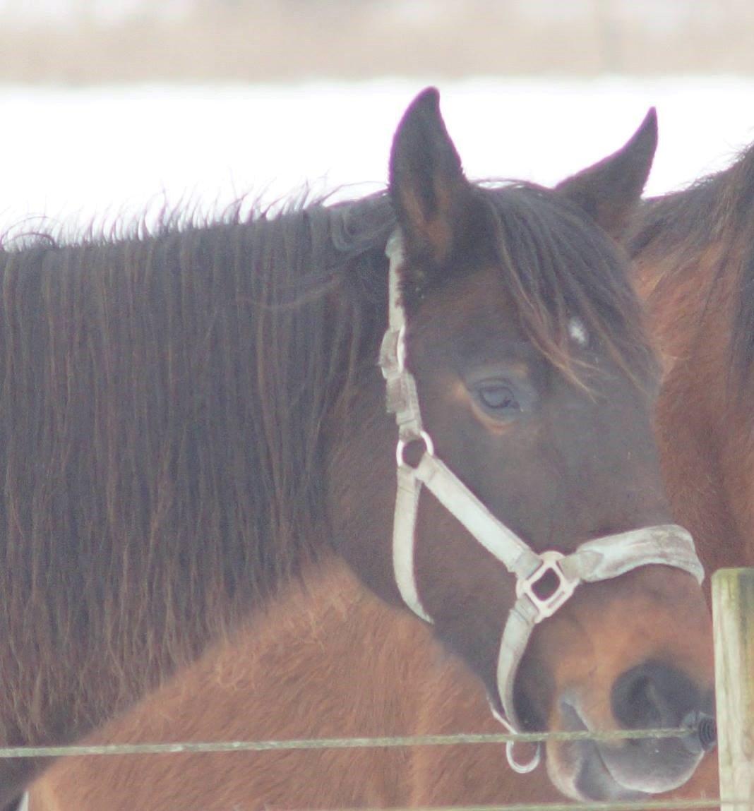 Traver Godiva Pride  billede 7