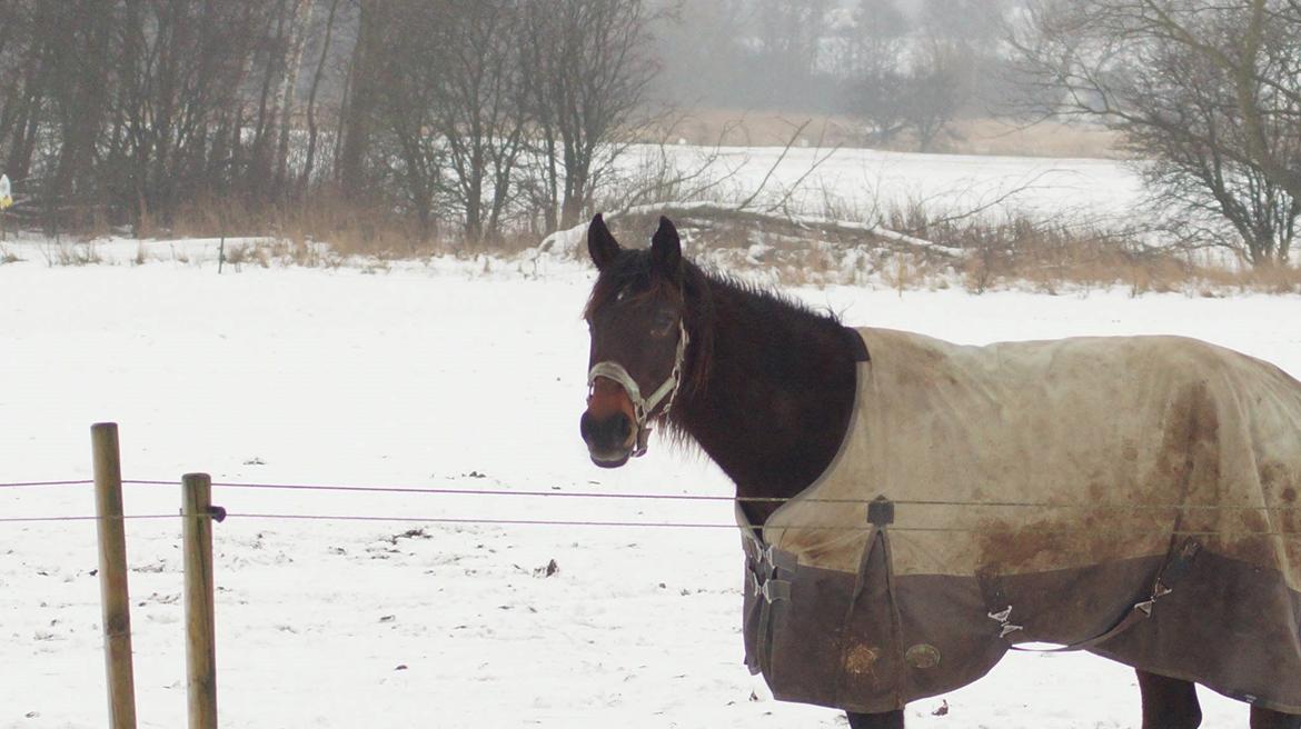 Traver Godiva Pride  billede 9