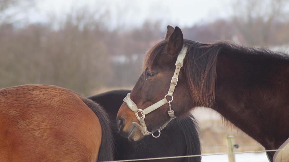 Traver Godiva Pride  billede 6