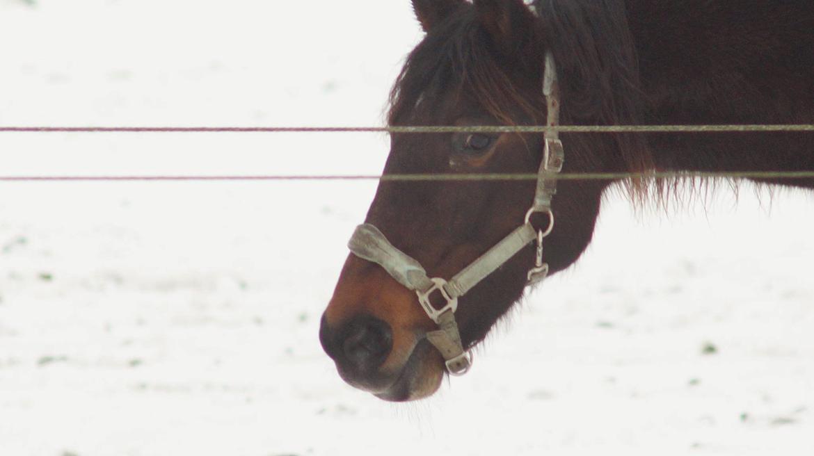 Traver Godiva Pride  billede 10