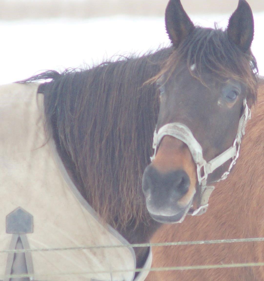 Traver Godiva Pride  billede 11