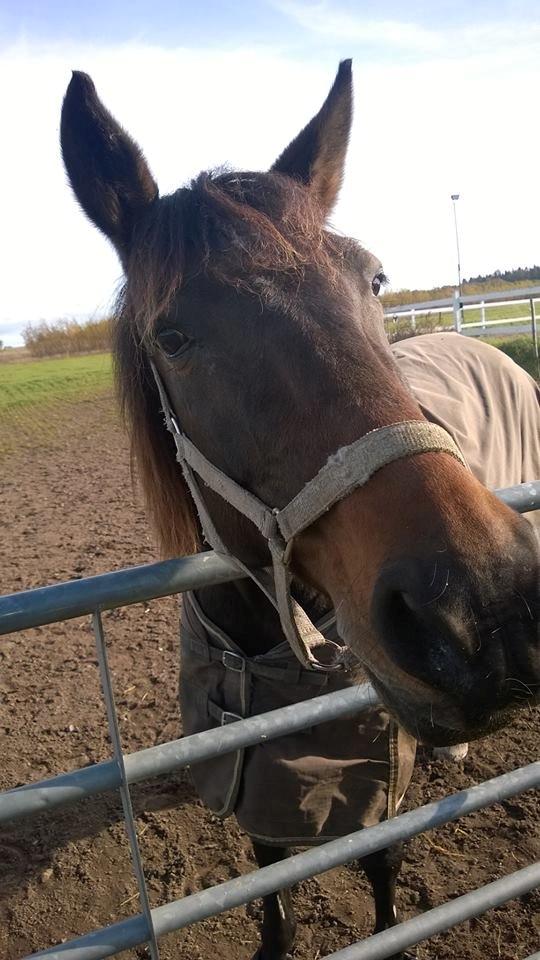 Traver Godiva Pride  billede 13