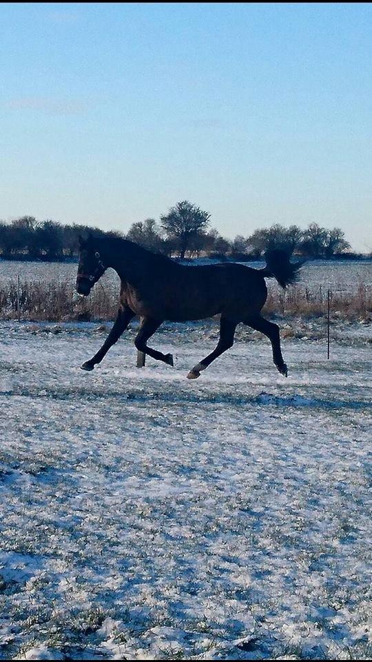 Oldenborg Schousboes Fie billede 3