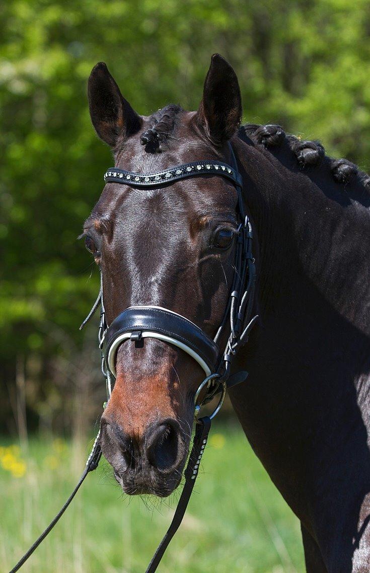 DSP Bæklunds Matine <3 billede 2