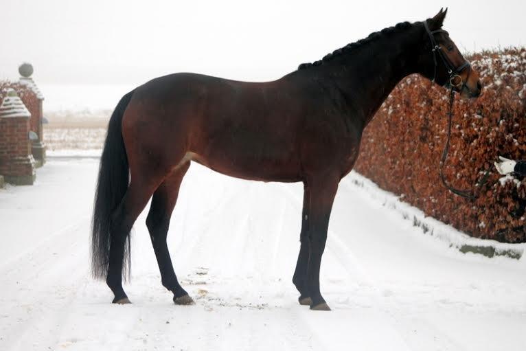 Dansk Varmblod Angelina billede 3