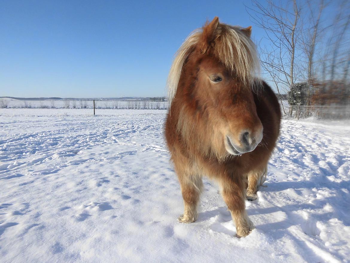 Shetlænder Flintdales Bjørk R.I.P  billede 7