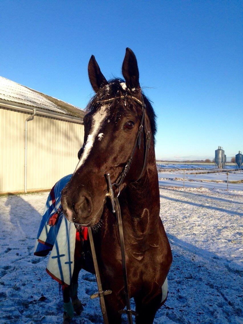 Trakehner Donauadler (Dicaprio) - Vinter 2016 billede 23