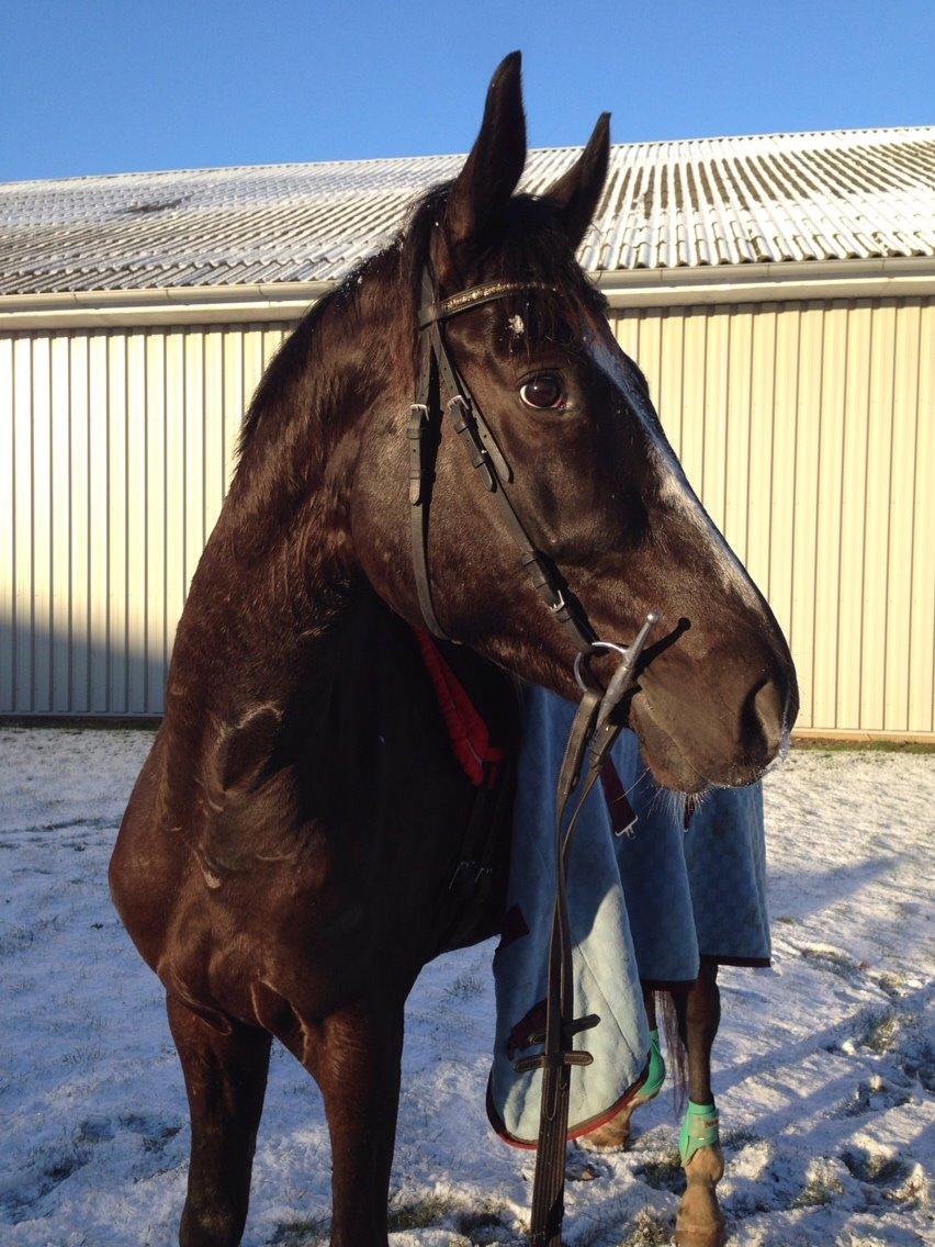 Trakehner Donauadler (Dicaprio) - Vinter 2016 billede 22