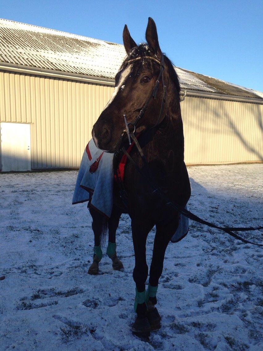 Trakehner Donauadler (Dicaprio) - Vinter 2016 billede 24
